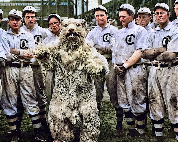Chicago Cubs vintage photo print team photograph bear mascot baseball  sports black and white photogr Acrylic Print by Celestial Images - Fine Art  America