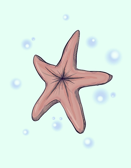 Chocolate Starfish Drawing