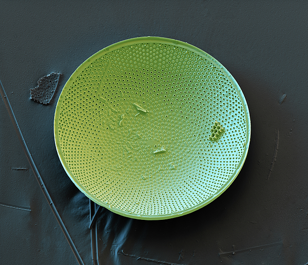 Diatom Coscinodiscus Sp. Sem 1 Round Beach Towel by Oliver