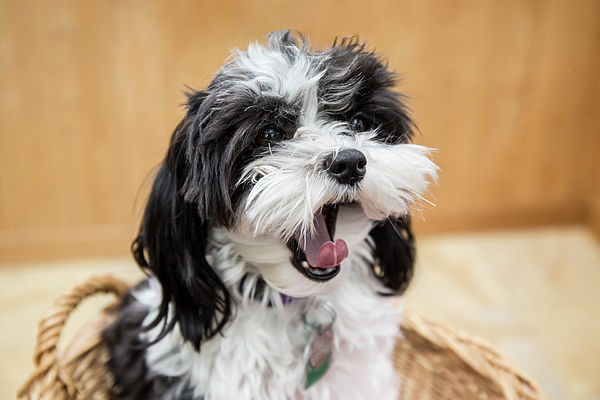 Five Month Old Shih Tzu Puppy Sitting #1 Greeting Card by Janet Horton