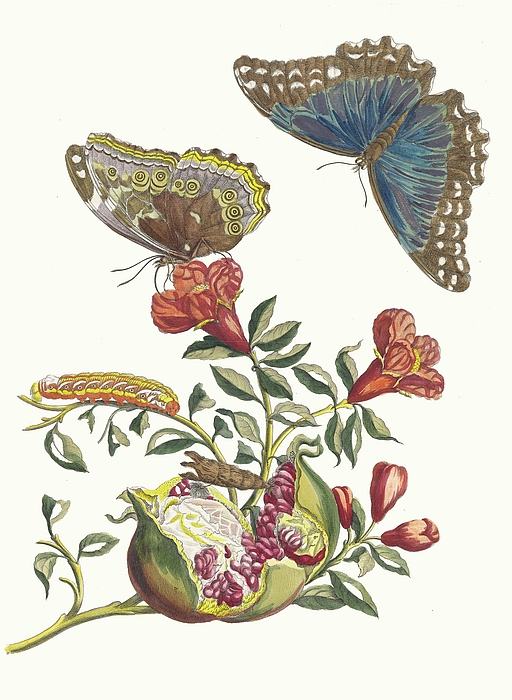 Butterfly Drawings