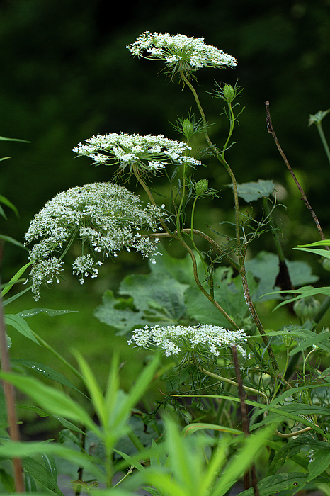 Queen Anne's lace, Daucus Carota