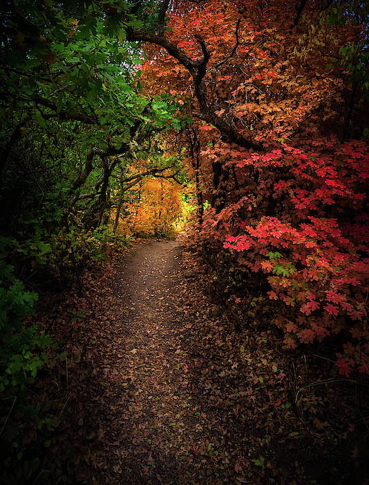 Tree Photographs
