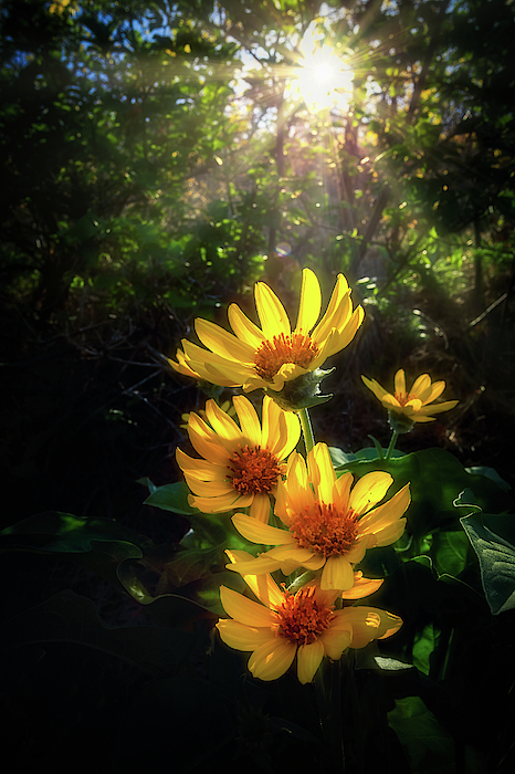 Flower Art