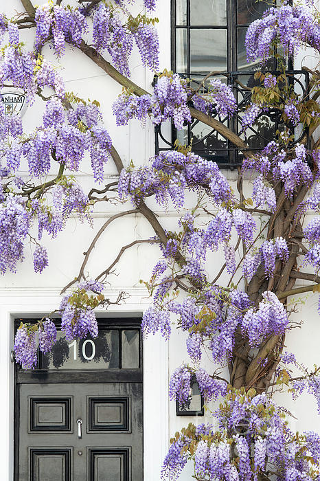 Wisteria in Canning Place Kensington London England Jigsaw Puzzle by Tim  Gainey - Tim Gainey - Artist Website