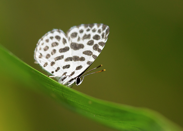 Alinna Lee - Forest Pierrot Butterfly on Green Leaf