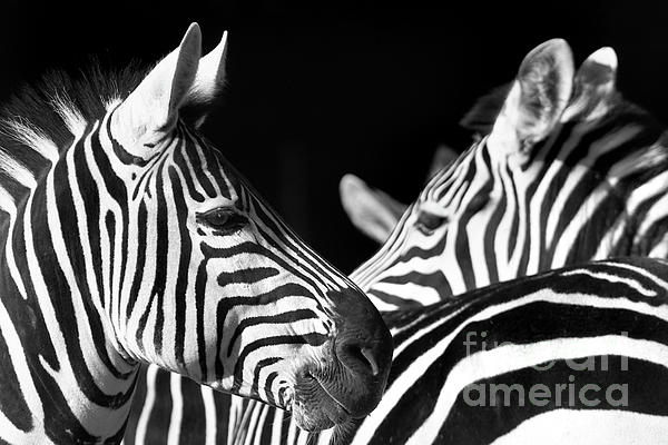 Kim Lessel - 10019 Zebras