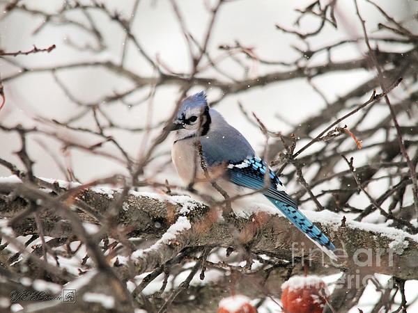 Kids Blue Jays Shirt