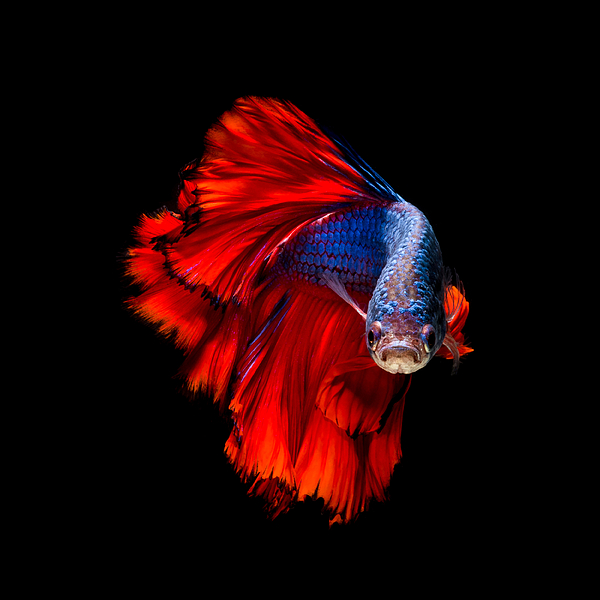 Colourful Betta Fish,siamese Fighting Greeting Card for Sale by Nuamfolio