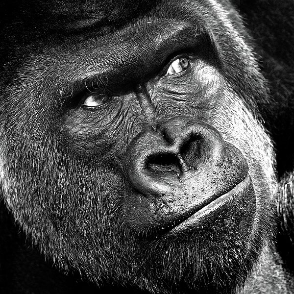 Gorilla Artwork - Animal Art Monkey Zoo Gorilla Throw Pillow