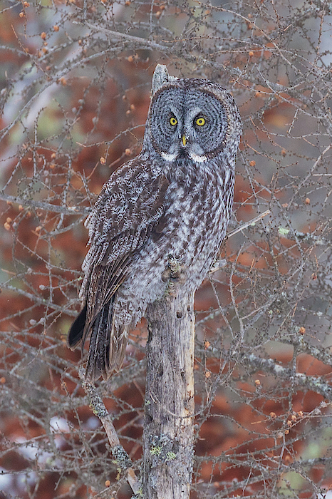 Owl bogs hotsell