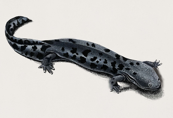 Hellbender Salamander Cryptobranchus alleganiensis illustrated by