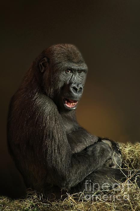 Gorilla Lope's Grin Throw Pillow for Sale by rawshutterbug