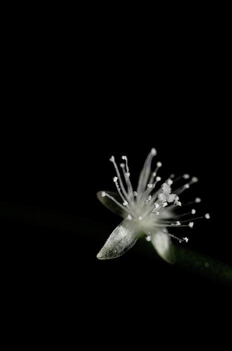 Small White Flower Isolated On Black Background Iphone 12 Case For Sale By Elisabetta Poggi