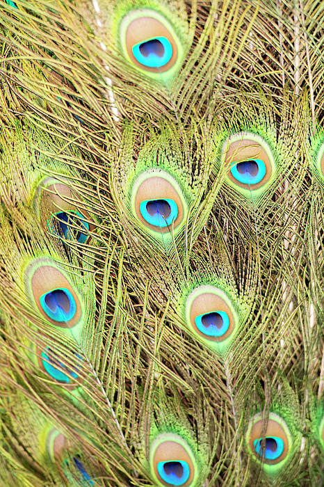 Sticker peacock feather close-up 