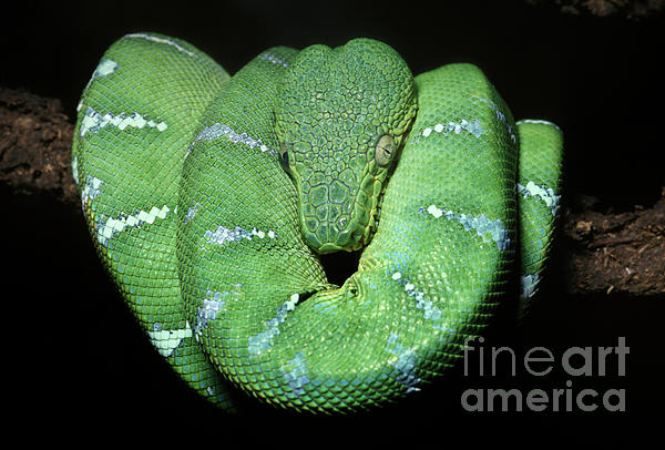 Tree Boa Constricor, Boidae, Corallus enydris Photograph by Wernher Krutein  - Fine Art America