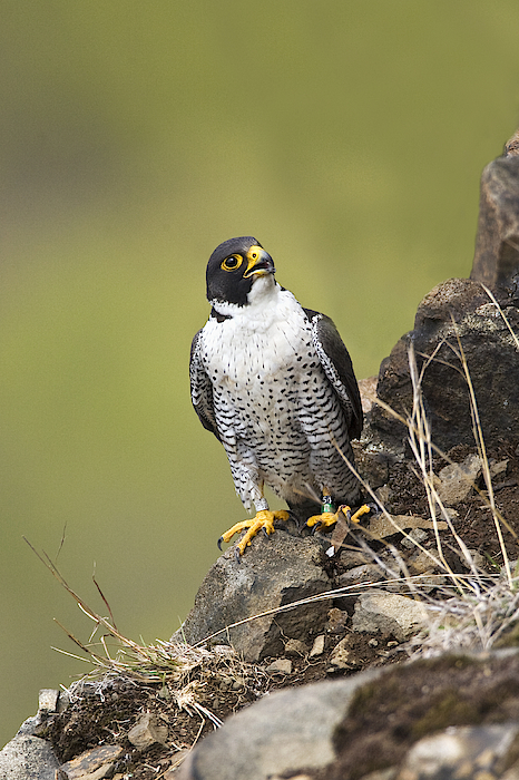 Peregrine Falcon T-Shirts for Sale