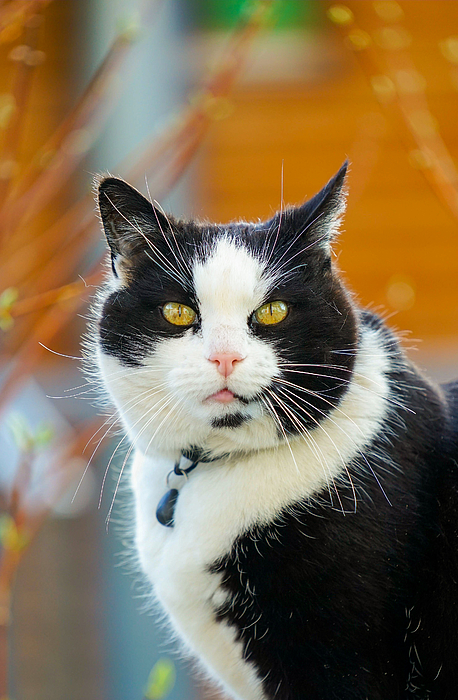 Portrait of an angry cat. Photograph by George Afostovremea - Pixels