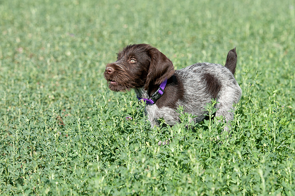 Wire haired pointing griffon dog puzzle, wooden hunting dog puzzle