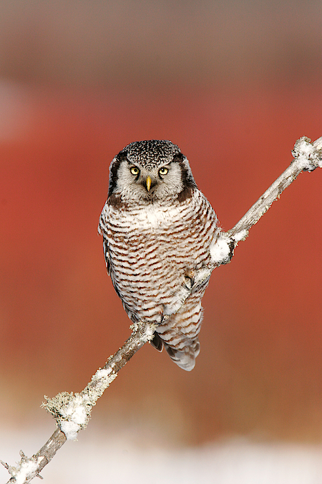 Northern Hawk Owl Tote Bag by James Zipp - Science Source Prints