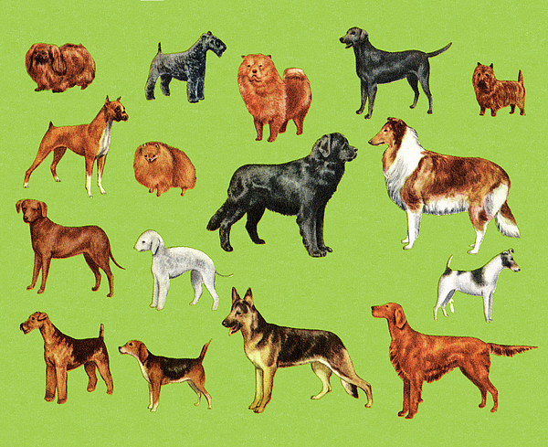 German Shepherd Dog Jigsaw Puzzle by CSA Images - Pixels Puzzles