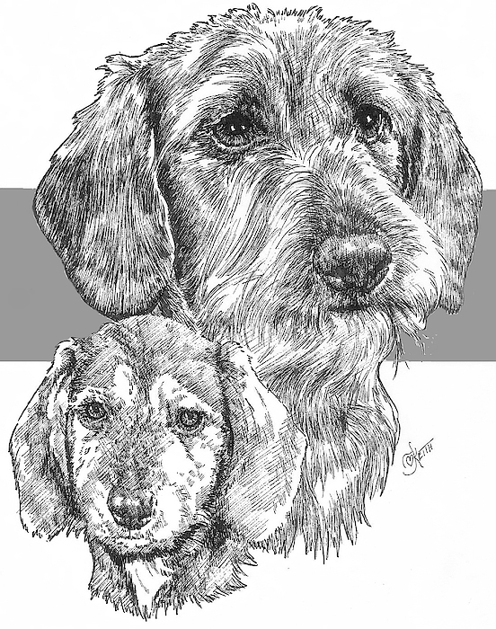 Barbara Keith - Dachshund Wire-Coat and Pup