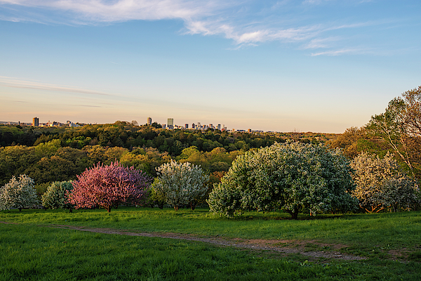 Toby McGuire - A Boston spring sunset from the Arnold Arboretum Jamaica Plain Boston Skyline Peters Hill