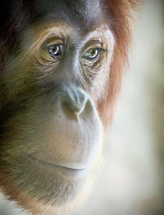 Derrick Neill - A Close Portrait of a Young Orangutan