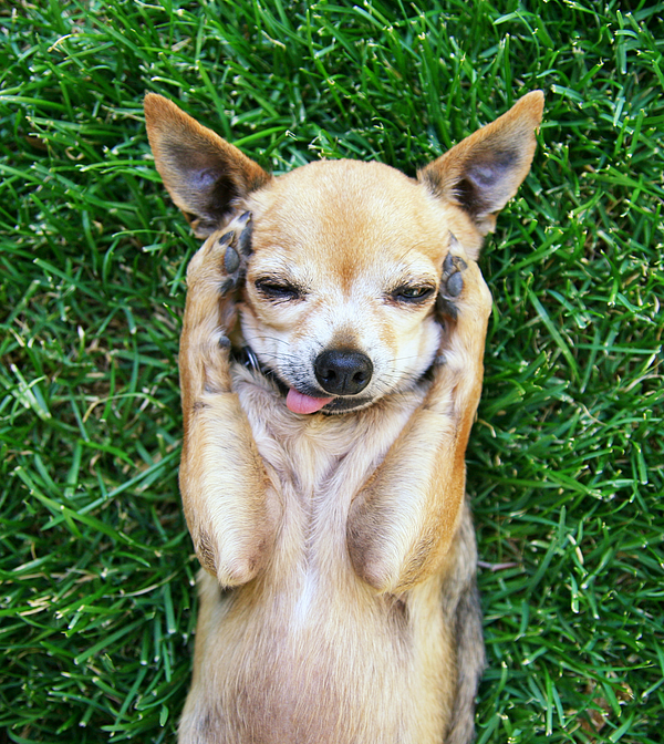 A Cute Chihuahua With His Paws Greeting Card for Sale by Annette Shaff