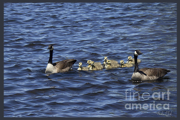A Family Of Geese Photograph