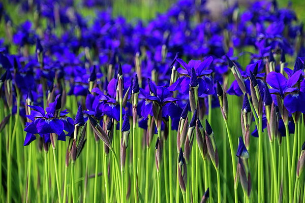 Georgia Mizuleva - A Garden for Vincent Van Gogh - Indigo Purple Irises Springtime Abundance - Take One
