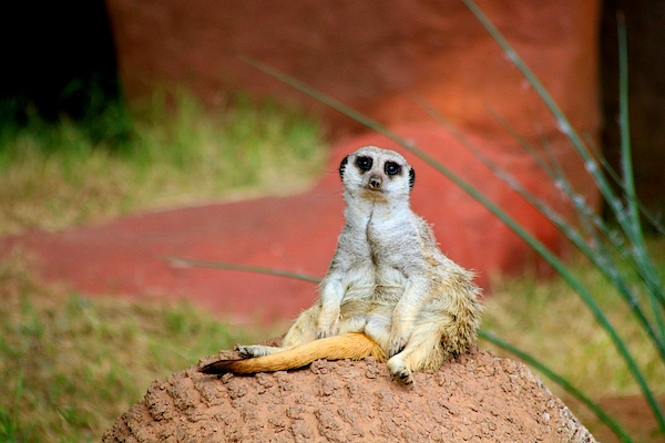 The Meerkat - Premium Pillow from Lagoon