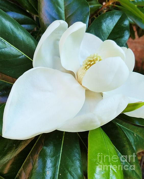 Marcus Dagan - A Marvelous Magnolia