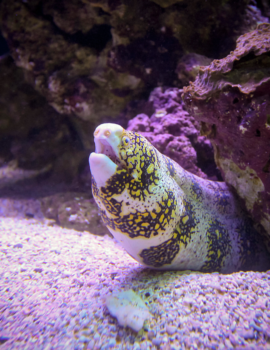 Derrick Neill - A Moray Eel on a Reef, Maui, Hawaii