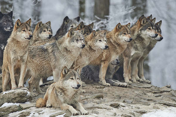 wolf protecting pack