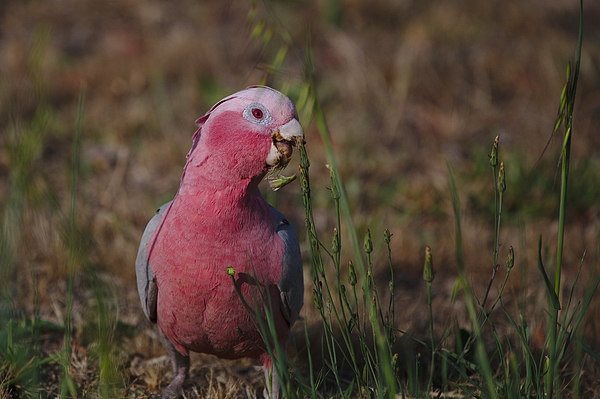 A Pink and Grey Galah feasting on grass seeds during spring in