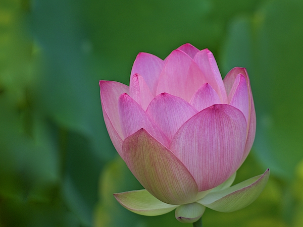 Medium Lotus Blossom Zen Puzzle - Zen Puzzles