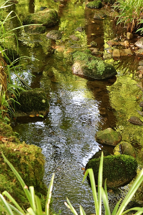 Michaela Perryman - A River in Green