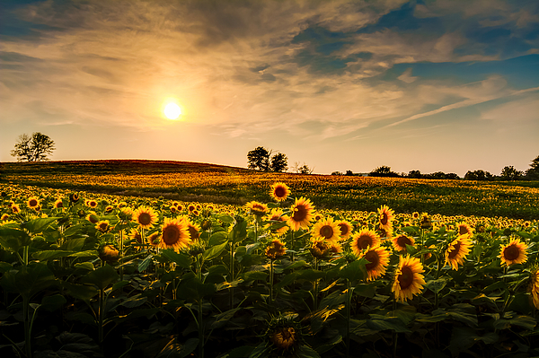 A View Of A Sunflower Field In Kansas Greeting Card for Sale by Tommybrison
