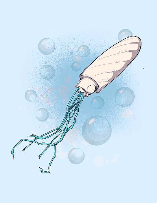 Absorbent Squid Drawing