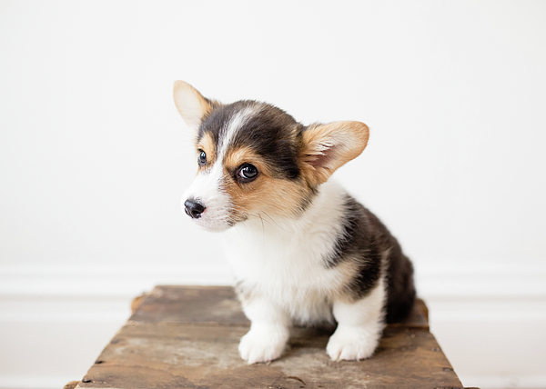 https://images.fineartamerica.com/images/artworkimages/medium/2/adorable-small-tricolor-welsh-corgi-puppy-sitting-with-tilted-head-cavan-images.jpg