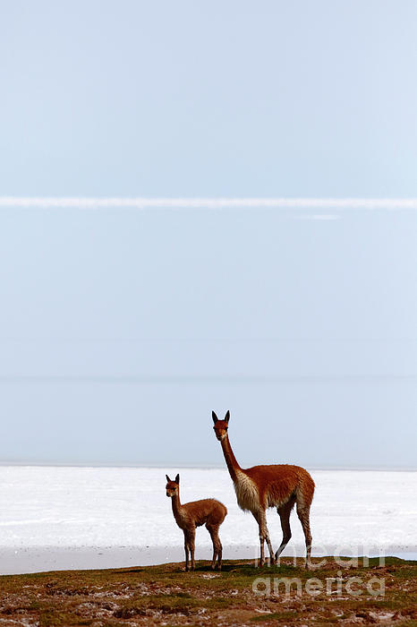 James Brunker - Adult and Young Vicuna