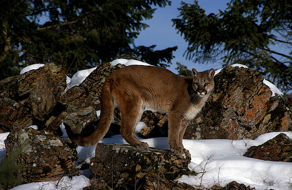 Emergence Mountain Lion Adult T-Shirt