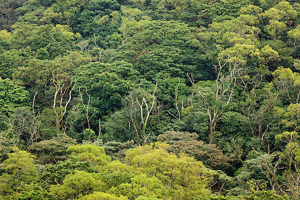 https://images.fineartamerica.com/images/artworkimages/medium/2/aerial-view-of-rainforest-canopy-juhani-viitanen.jpg