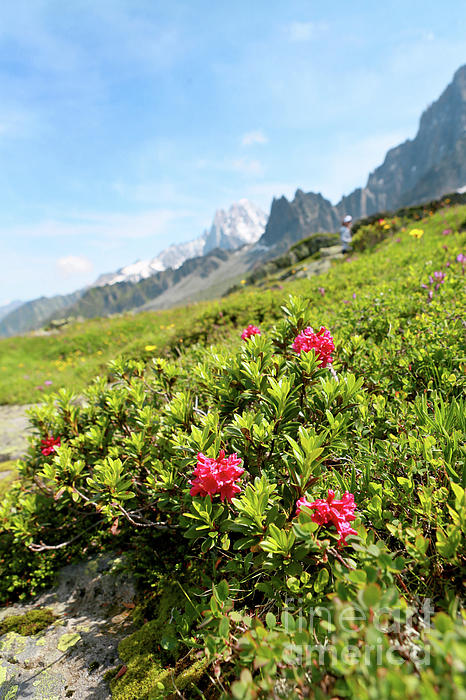 https://images.fineartamerica.com/images/artworkimages/medium/2/alpine-flowers-rhododendron-ferrugineum-glenn-harvey.jpg