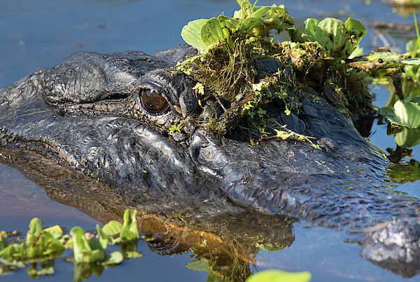 American Alligator #1 Shower Curtain