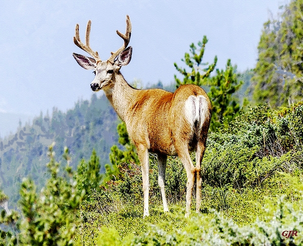 An Elk In Natural Habitat L A S Digital Art