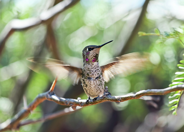 Giant Hummingbird Throw Pillow by Joan Carroll - Fine Art America