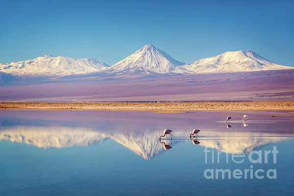 Delphimages Photo Creations - Andean flamingos in Atacama salar, Chile