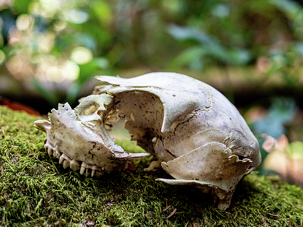 Animal Skull On Moss Covered Tree Trunk In The Forest iPhone 11 Pro Max  Case by Cavan Images - Pixels